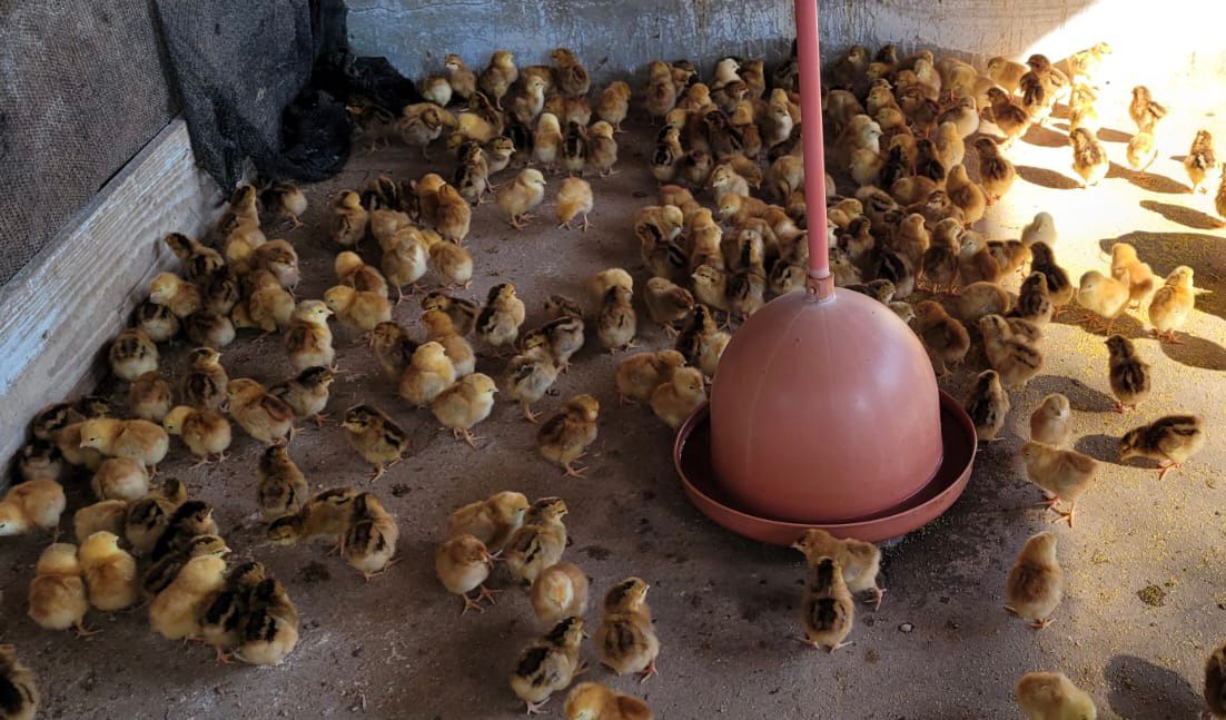 Produção de ovos: fazenda da Santa Casa Cachoeiro recebe 400 pintinhos