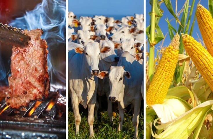 Carne bovina e milho são destaques na exportação brasileira