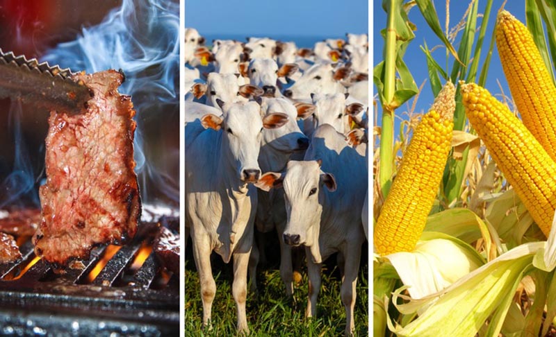 Carne bovina e milho são destaques na exportação brasileira