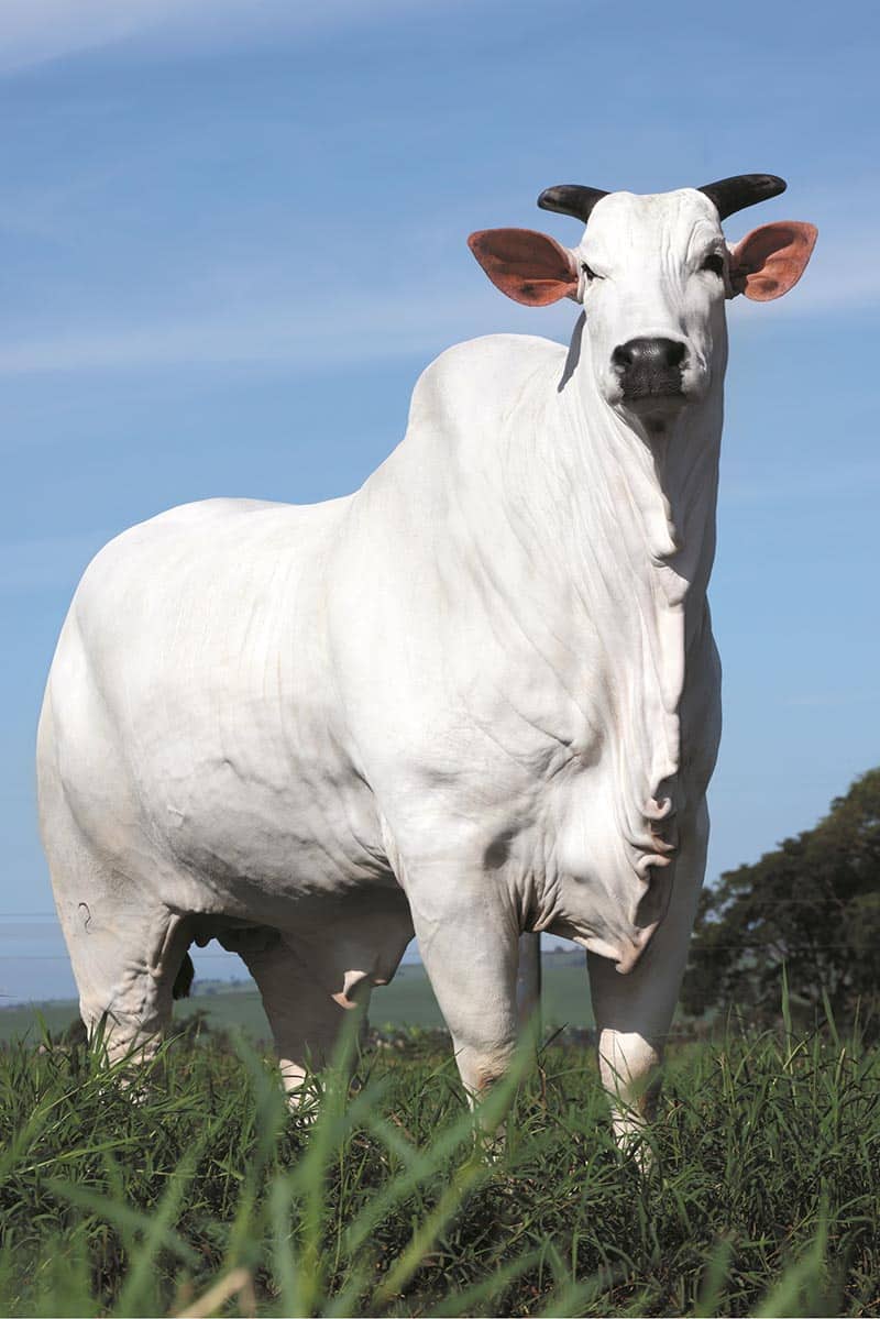 Vaca Donna foi valorizada em R$ 15,5 milhões em leilão na Expozebu