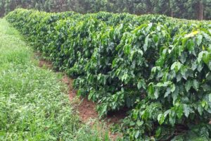 Novas cultivares de café são avaliadas em nove regiões cafeeiras de MG