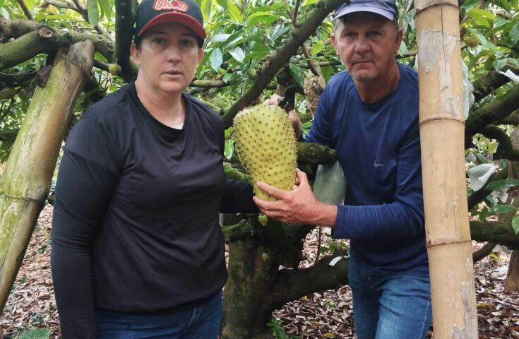 Produção de graviola é alternativa de renda para agricultura familiar