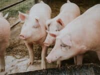Estudo descreve microbiota da saliva de suínos na fase pós-desmame