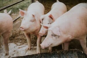 Estudo descreve microbiota da saliva de suínos na fase pós-desmame