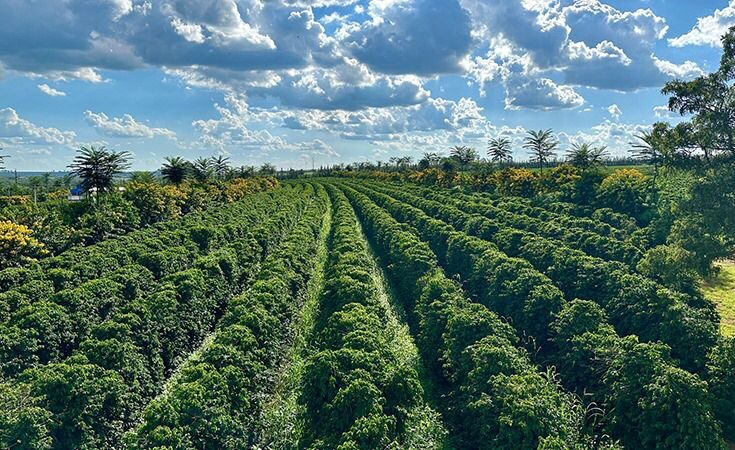 Empresa desenvolve usina compacta para produção de briochar