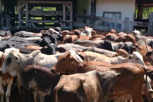 RJ começa estudo soroepidemiológico em bovinos