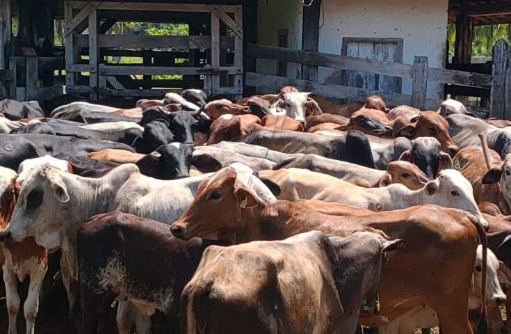 RJ começa estudo soroepidemiológico em bovinos