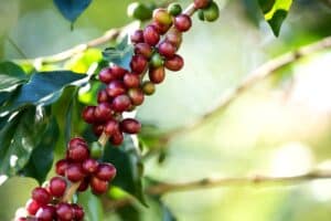 Controle do bicho-mineiro no café demanda uso de inseticida