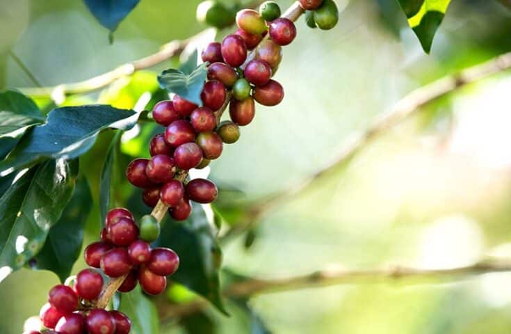 Controle do bicho-mineiro no café demanda uso de inseticida