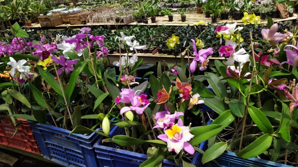 Família ajuda a recuperar espécies de orquídeas em extinção