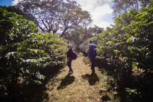 SP abre as portas do maior cafezal urbano do mundo