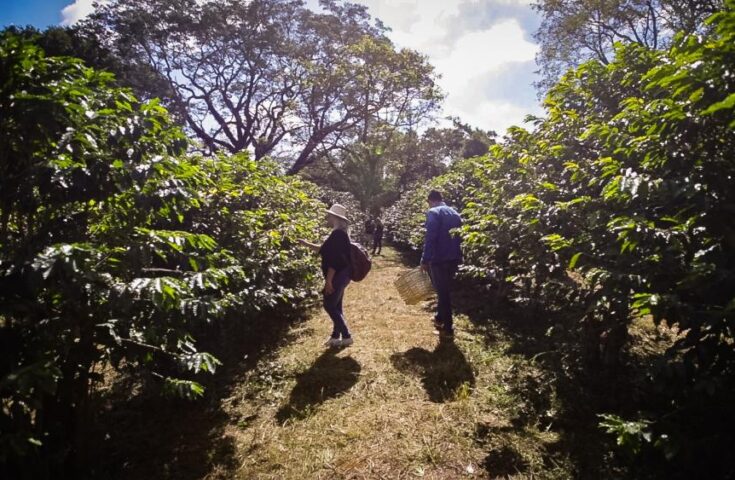 SP abre as portas do maior cafezal urbano do mundo