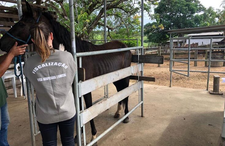 Mormo: inscrições abertas para habilitação de médicos-veterinários