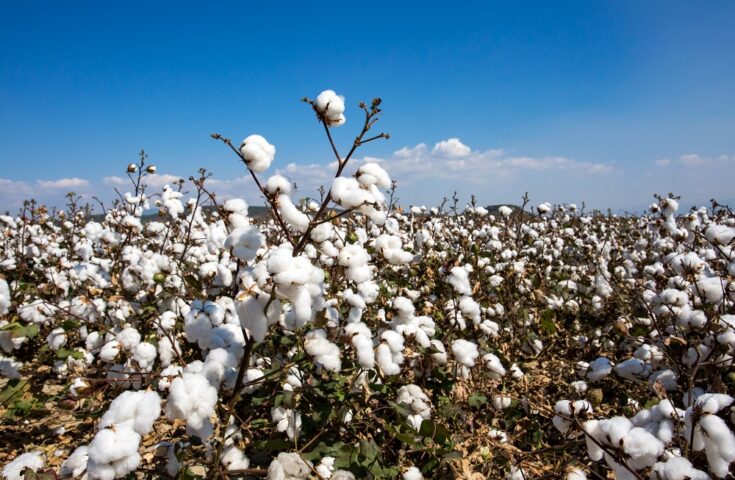 Do campo ao porto: desafios logísticos na exportação do algodão baiano