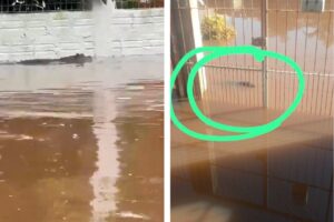 Enchentes no RS: jacaré é avistado em bairro de Porto Alegre