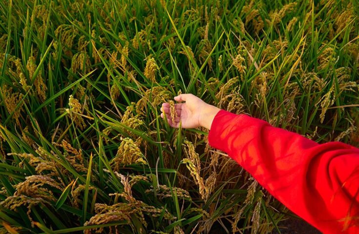 Arroz comprado pela Conab terá preço máximo de R$ 4 o quilo