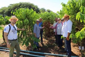 Clones de café robusta são avaliados em Sinop, Mato Grosso