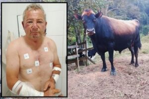 Vereador de Iúna sofre ferimentos após ataque de boi de estimação