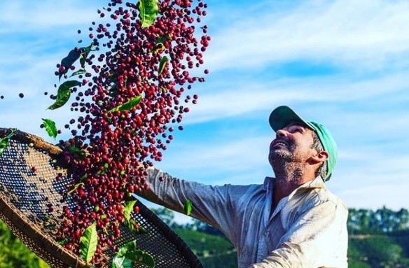 Produtor está preocupado com impacto da seca na qualidade do café