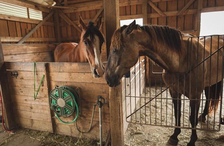 Idaf registra caso de Encefalite Equina do Oeste em Castelo