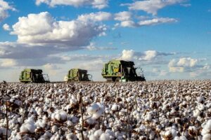 Brasil ultrapassa EUA e já é maior exportador de algodão do mundo