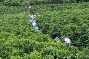Dias de Campo apresentarão novas cultivares de café arábica no ES