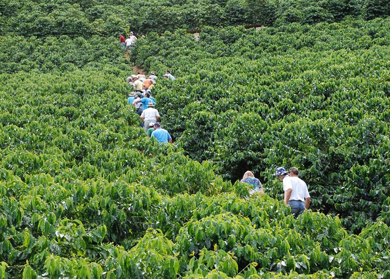 Dias de Campo apresentarão novas cultivares de café arábica no ES