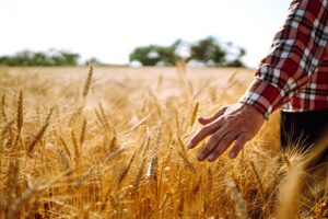 Tratamento de sementes protege safras de trigo