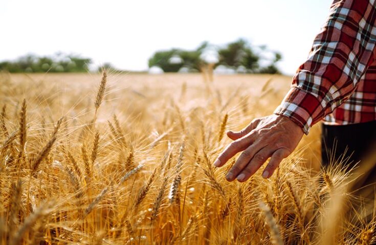 Tratamento de sementes protege safras de trigo