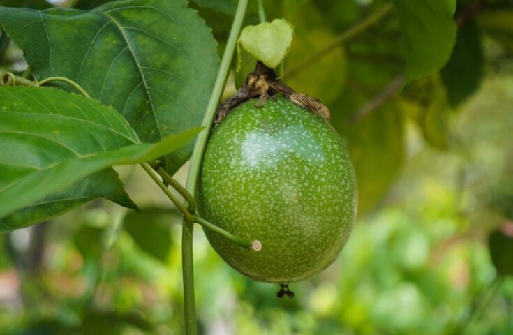 Agricultor do ES inova com produção de maracujá em estufa