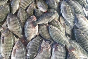 Exportações de peixes de cultivo crescem 48% no 1° trimestre de 2024
