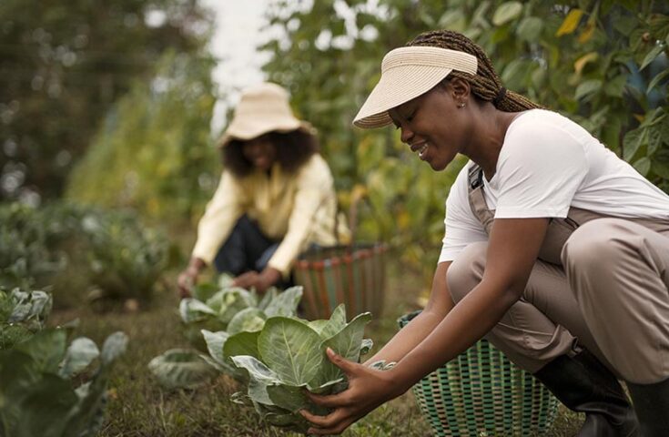 Coop apresenta demandas para o Plano Safra da Agricultura Familiar