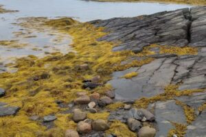 Algas marinhas na agricultura: aliadas diante dos desafios climáticos