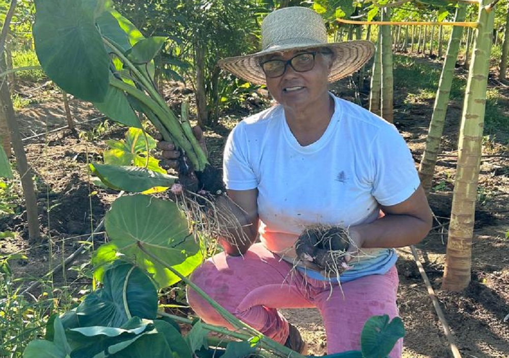 A transformação agroecológica que acontece no Norte do Espírito Santo