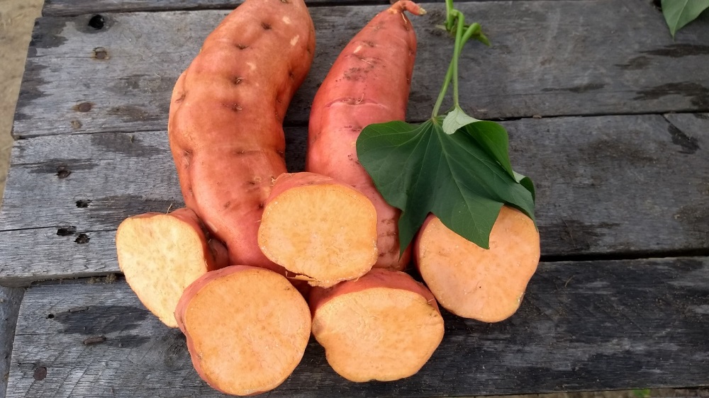 Batata-doce biofortificada impulsiona avanço agroecológico em Montanha