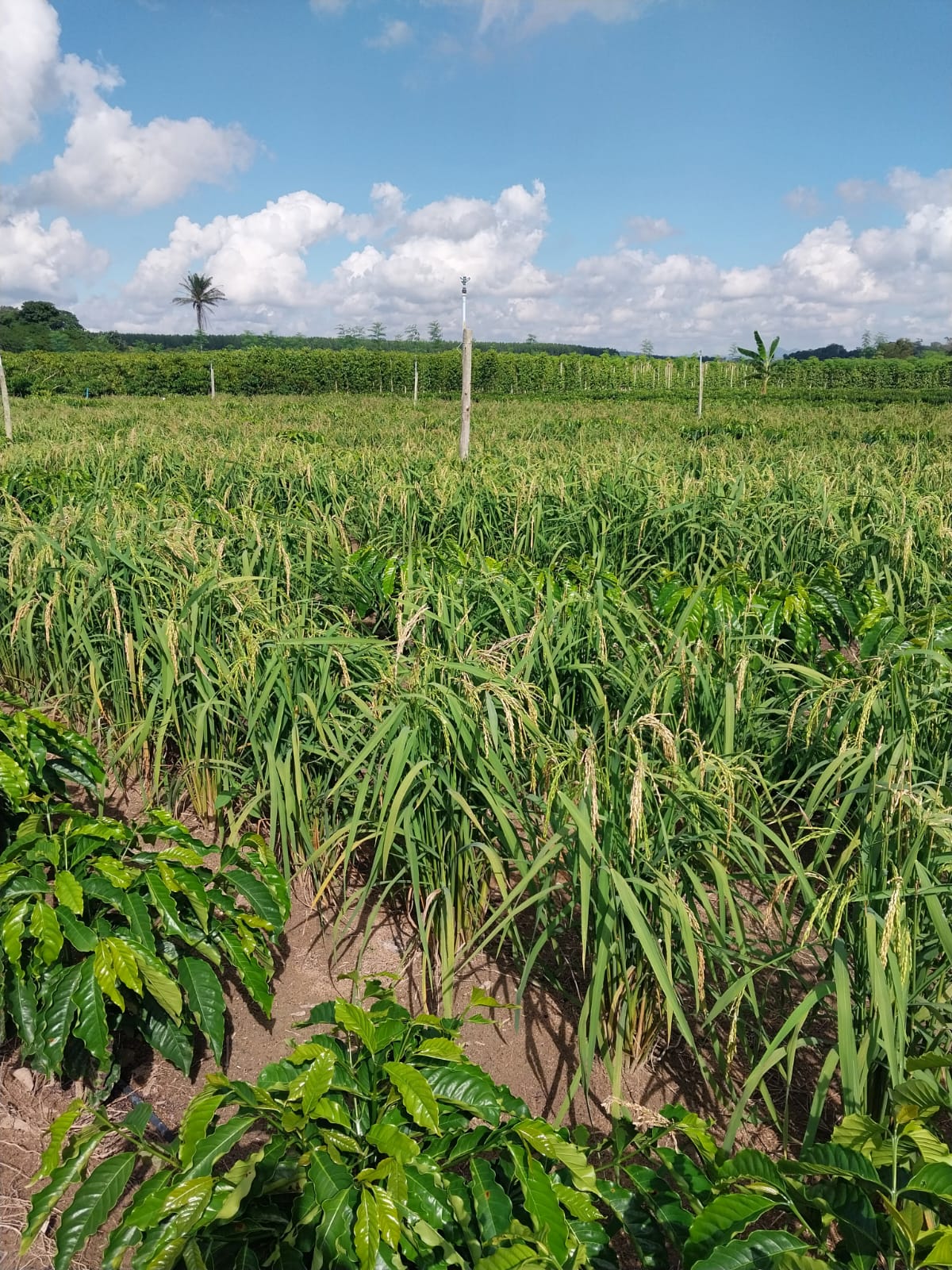 Produtor de Sooretama testa cultivo de arroz consorciado com café