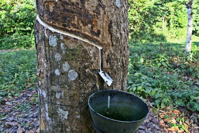 Os desafios do setor de borracha natural no Espírito Santo