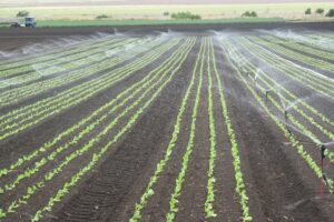 Nater Coop firma parceria para difundir irrigação por gotejamento