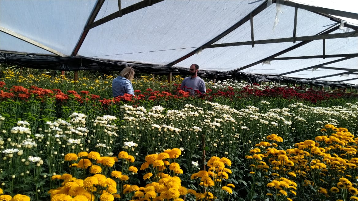 Governo do Rio concede linha de crédito para produtores de flores