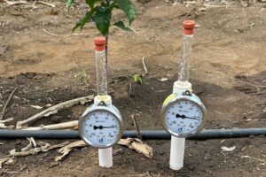 Incaper vai incentivar irrigação sustentável na cafeicultura capixaba