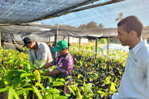 Família de Cachoeiro de Itapemirim inicia cultivo de cacau orgânico