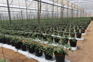 Pesquisa de método para cultivo de tomate-cereja em casca de coco
