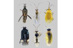 Seis novas espécies de insetos são descobertas no Espírito Santo