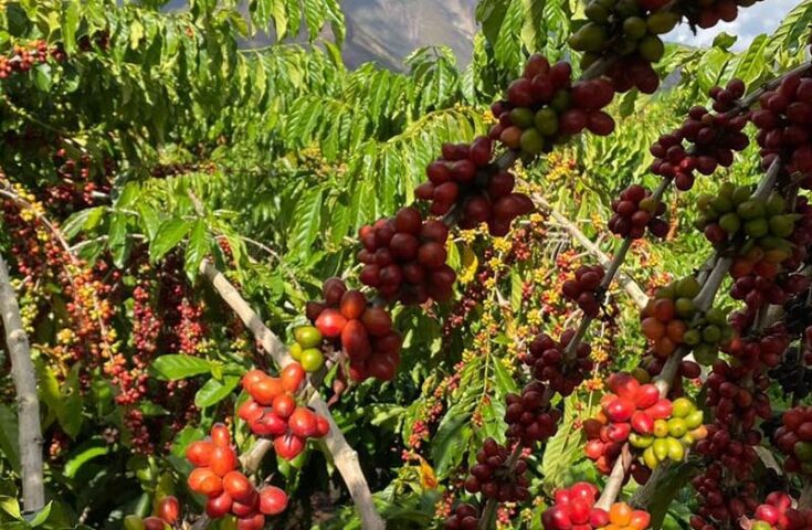 Estudo da Unicamp avalia balanço de carbono em fazendas de café