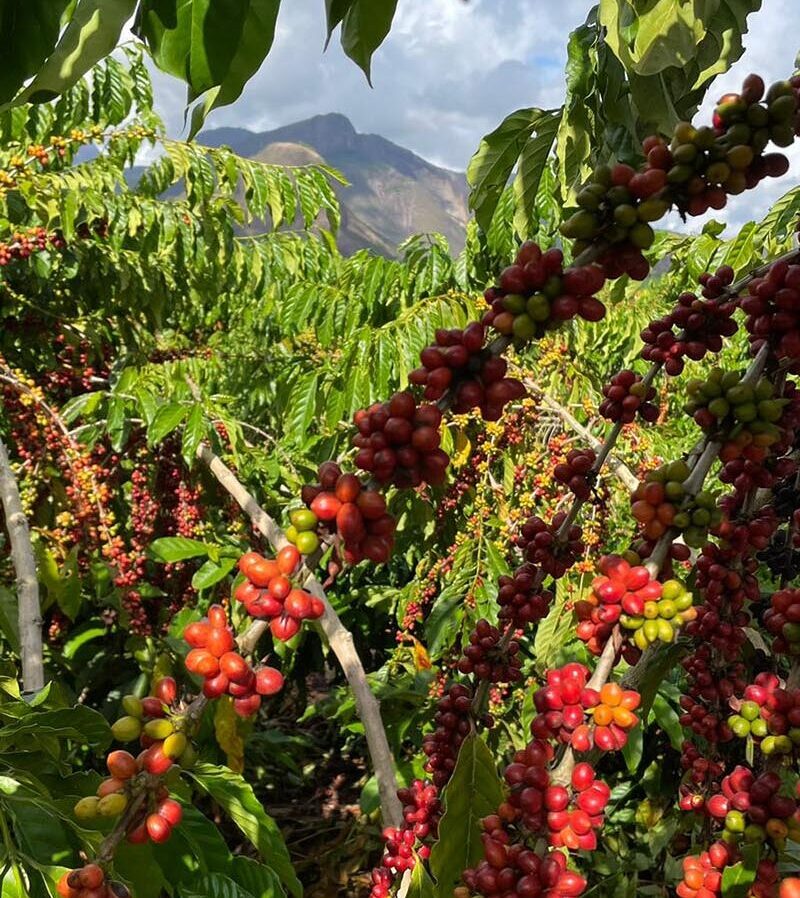 Estudo da Unicamp avalia balanço de carbono em fazendas de café