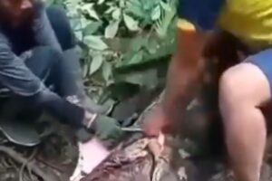 Mulher é encontrada morta após ser engolida por cobra na Indonésia