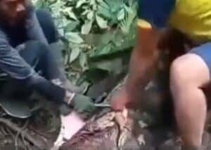 píton mulher devorada Indonésia