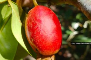 Cereja-de-guapiaçu: nova fruta é descoberta na Mata Atlântica