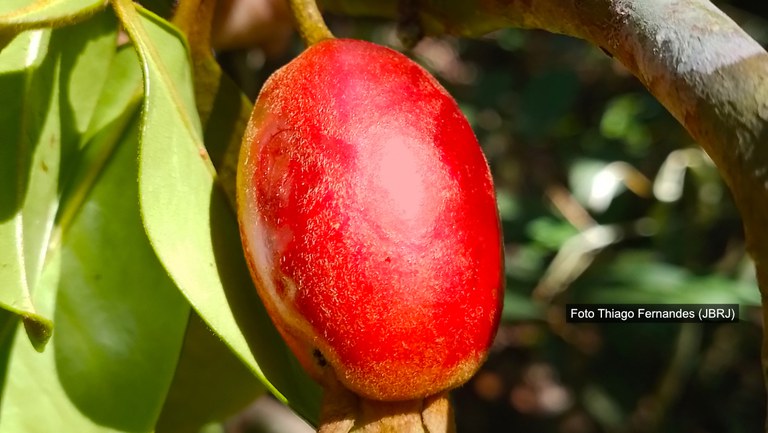 Cereja-de-guapiaçu: nova fruta é descoberta na Mata Atlântica