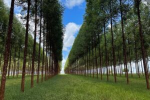 A importância da silvicultura na preservação do meio ambiente